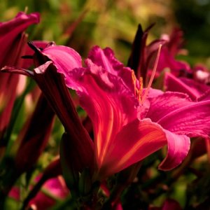 GAL COSTA 1974 ÁLBUM CANTAR (completo)