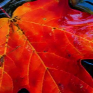 Nunca - Zizi Possi - YouTube