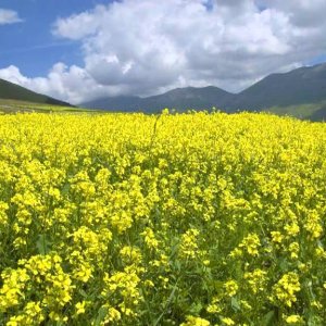 Antonio Vivaldi - Trio Sonata RV82 in C major 2/3 - YouTube