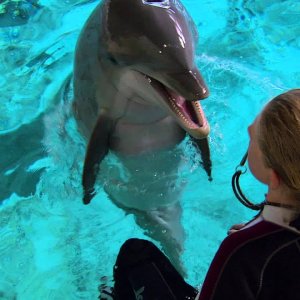 Super Smart Dolphin Answers Questions - Extraordinary Animals - Earth (UK 2013)