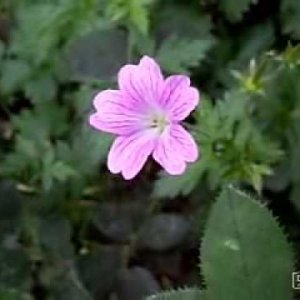 EDWARD ELGAR: Salut d'Amour - YouTube