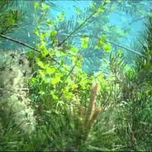 Vogelstimmen in der Morgendämmerung - YouTube