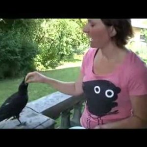 Krähe Rudi wurde vom Pflegekind zum Haustier - YouTube