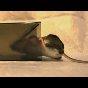 Lebend Mausefalle: "MiceCube" Live Mouse Trap in Action - Full Review