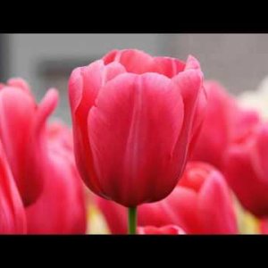 František Antonín Rossler-Rosetti 4 Symphonies, Mathias Bamert - YouTube