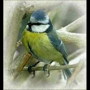 Helge Schneider - Meisenmann (DE 1995)