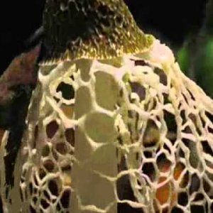 PROG+ROCK: Regal Worm - Apple Witch (UK 2013)