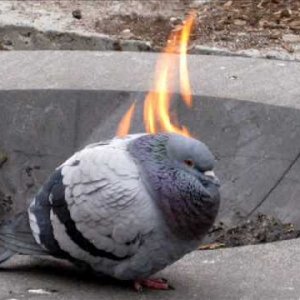 DÖF - Trude (AT 1983)