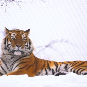 WIEN+SCHÖNBRUNN+WINTER: Schnee im Tiergarten Schönbrunn