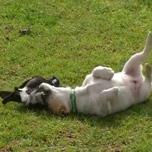 TIERE+ELSTER+HUND: Australian Magpie Playing 2013