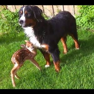 TIERE+MENSCH+NATUR+BAMBI+RETTUNG: Baby Deer Rescue and Release (US 2015)