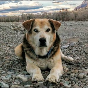 TIERE+MENSCH+NATUR+HUND: "All you need is love, love. Dog is all you need..." (US 2017)