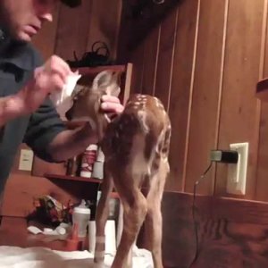 TIERE+MENSCH+NATUR+BAMBI+PFLEGE: Bathing. Baby deer rescue and release (LT/US 2015)