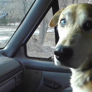 TIERE+MENSCH+NATUR+PFERDE: One cold Morning (LT/US 2015)