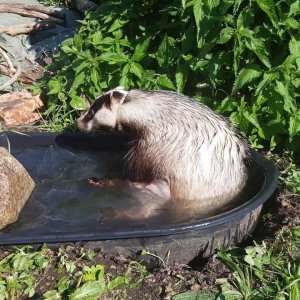 TIER+MENSCH+DACHS+BAD: Tor the Badger takes a Bath in his new Jacuzzi (SE 2016)