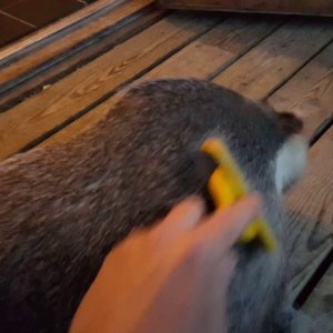 TIER+MENSCH+DACHS+FRISUR: Tor gets FURminator-ed  (SE 2017)