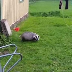 TIER+MENSCH+DACHS+FUN: Tor the Badger plays Football with Paper:) (SE 2016)