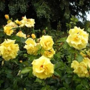 POP+CHANSON: Gilbert Becaud - Überall blühen Rosen (FR/DE 1967)