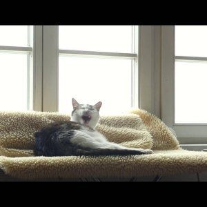 JAZZ+MODERN+COOL: Franz Koglmann Trio - Blues All'Alba (AT 2015)