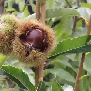 DIY+GARTENTIPP+GARTENPFLEGE: VOL.AT Gartenprofi Herbert Geringer -  Die Edelkastanie (AT 2014)