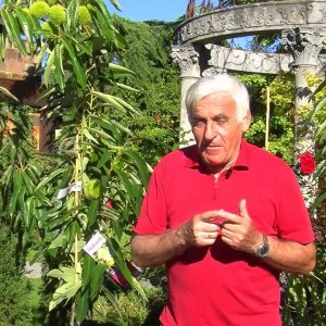 DIY+GARTENTIPP+GARTENPFLEGE: VOL.AT Gartenprofi Herbert Geringer - Die Edelkastanie (AT 2013)