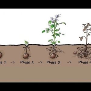 DOKU+KARTOFFEL: Planet Wissen - Kartoffelvielfalt (ARD/SWR 2015)