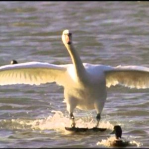 THEME+POP+SIGNATION: Andre Brasseur - Early Bird (BE 1965)