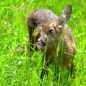 BAYERN+BESUCH+NATURBURSCHE: Woid Woife - Fernsehjournalismus (DE 2017)