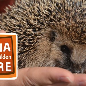 TIERE+DOKU+IGEL+WINTER+RETTEN: Wie kommt der Igel durch den Winter? | Reportage für Kinder | Anna und die wilden Tiere (BR 2015)