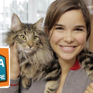 DOKU+WALDKATZE: Norwegische Waldkatze | Haustiere | Reportage für Kinder | Anna und Haustiere (BR 2017)