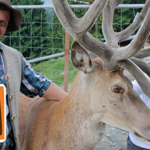 TIERE+DOKU+REH+HIRSCH: Ist das Reh die Frau vom Hirsch? | Reportage für Kinder | Anna und die wilden Tiere (BR 2015)