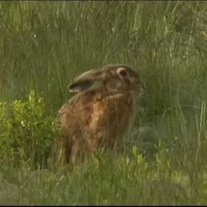 TIERE+INFO: Steckbrief Natur Teil 10 Hasen vs Kaninchen (DE 2003)