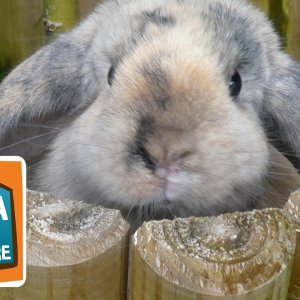 TIERE+DOKU+INFO: Kaninchen | Reportage für Kinder | Anna und die Haustiere (DE 2014)