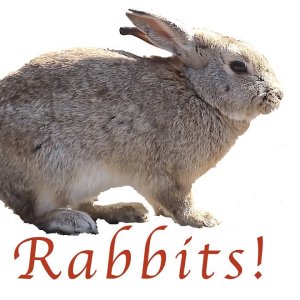 JAPAN+TIERE+KANINCHEN-INSEL+KRIEGSGESCHICHTE+SENFGAS: The Secret of Rabbit Island