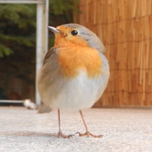 MENSCH+TIER+VÖGEL: Wildes Rotkehlchen kommt wenn ich pfeife / wild robin comes when I whistle