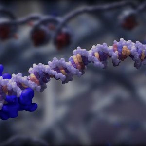 BIO+BODY-HACKER+GENMANIPULATION+DO-IT-YOURSELF-KIT+CYBORG:The $140 Mail-Order CRISPR Kit: Is Unregulated Biohacking the Future of Science? (US 2016)