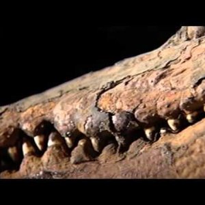 Das Geheimnis des ewigen Lebens