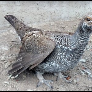 TIERE+MENSCH+NATUR+SELFIE: Who is this Sage Grouse seeking ? (US 2018)