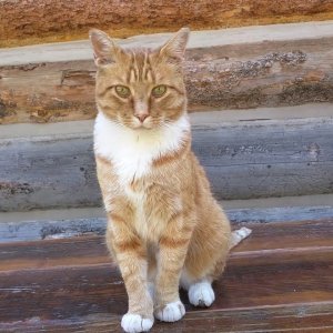 TIERE+MENSCH+NATUR+KATZE: ''Baby Deer Guy'' Garfield Story (US 2018)