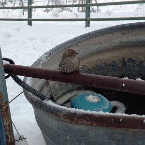 RETTUNG+VOGEL+USA: Finch (Fink) Frozen to Fence Rescue (US 2017)