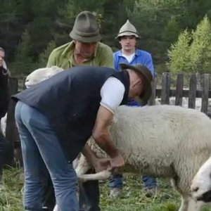 TIER+MENSCH+BRAUCHTUM: Transhumanz - Schafsübertrieb Schnalstal, Südtirol (IT/AT 2012)