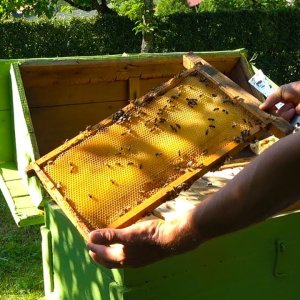 TIERE+MENSCH+BIENEN+LITAUEN: ''Baby Deer Guy'' A bee swarm two years later (LT/US 2018)