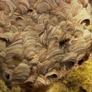 MENSCH+WESPEN+HORNISSEN: Der Wespenmann Michael Neumann bei Welt der Wunder Wespen (DE 2016)