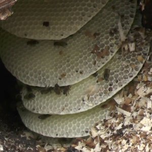 BAUM+BIENEN+SÄGE+UMZUG: Bienenvolk aus Baumstamm umsiedeln / retten (DE 2018