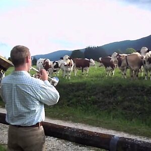 TIER+MENSCH+MUSIK+KÜHE: The New Hot 5 - Jazz for Cows (FR 2011)