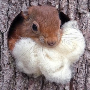 TIER+STADT+BUCH: Eichhörnchen Luna zieht um | Red squirrel Luna moves to a new drey (DE 2019)