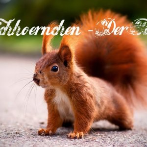 TIERE+STADT+FRIEDHOF+FILM: Eichhörnchen Fütterung Hauptfriedhof in Heilbronn (DE 2013)