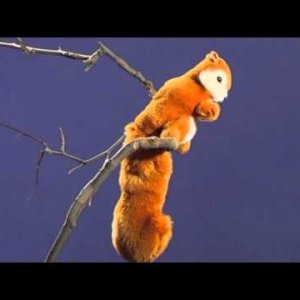 TIER+NATUR+INFO: Eichhörnchen - Die Sendung mit der Maus (ARD/WDR 2015)