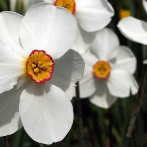 KLASSIK+LIEBLICH: Mozart - Piano Concerto No. 21 "Elvira Madigan" (Andante) mit Jeno Jando, Concentus Hungaricus, Andras Ligeti