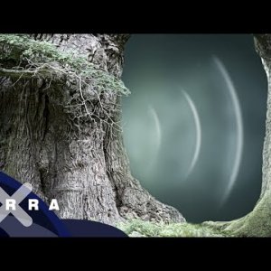 KURZINFO+DOKU+WALD+NATUR: Wood Wide Web - Wie Bäume und Pilze kommunizieren (DE 2018)
